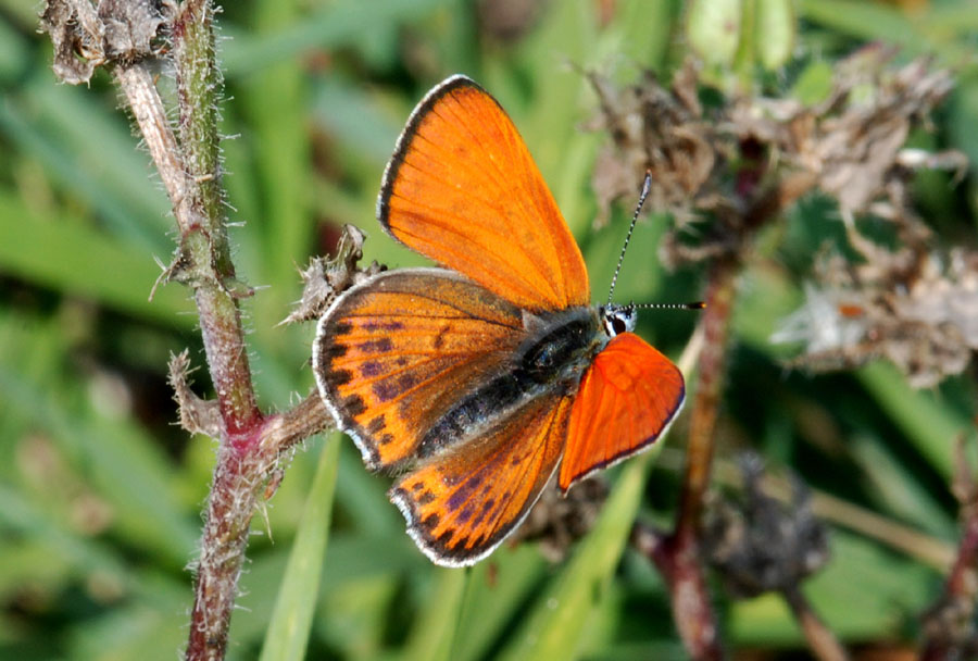Lycaena da det,